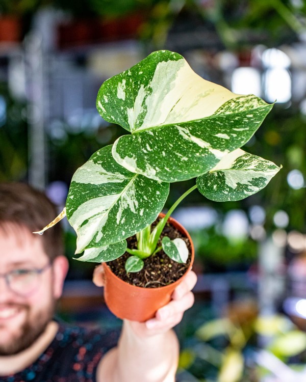 Monstera Thai Noid-44.jpg