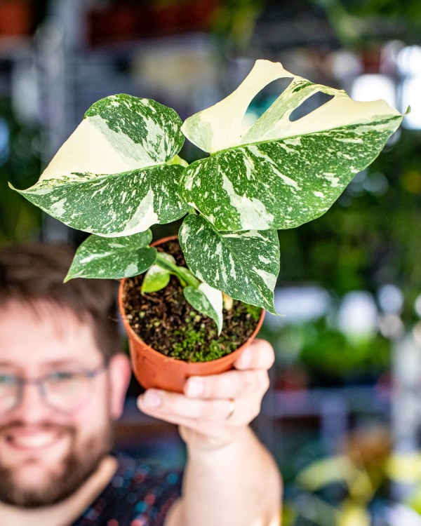 Monstera Thai Noid-45.jpg