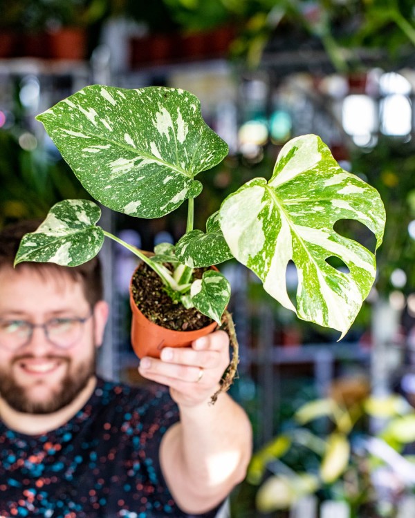 Monstera Thai Noid-46.jpg
