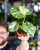 Monstera Thai Noid-47.jpg