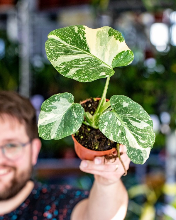 Monstera Thai Noid-47.jpg