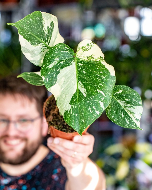 Monstera Thai Noid-48.jpg