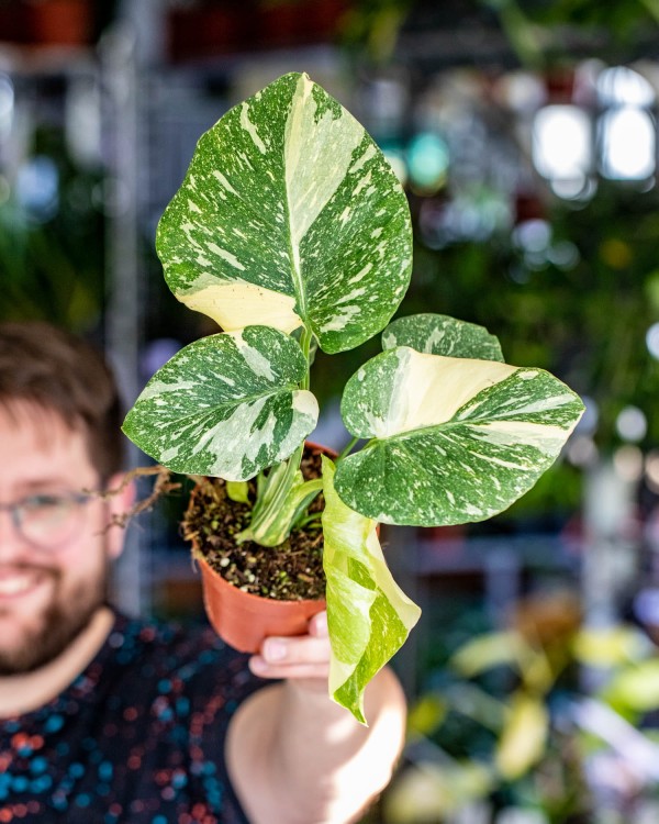 Monstera Thai Noid-49.jpg
