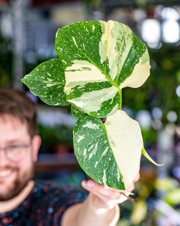 Monstera Thai Noid-50.jpg