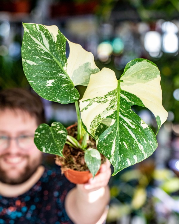 Monstera Thai Noid-52.jpg