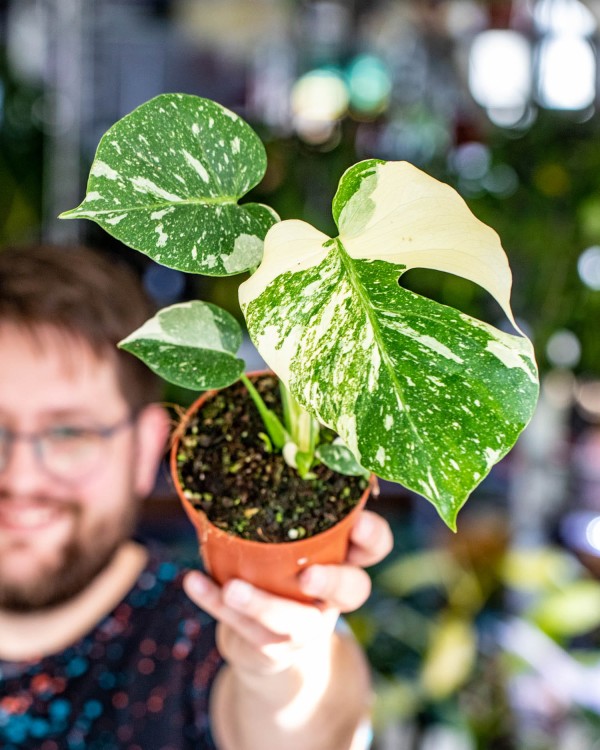 Monstera Thai Noid-53.jpg