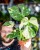 Monstera Thai Noid-54.jpg