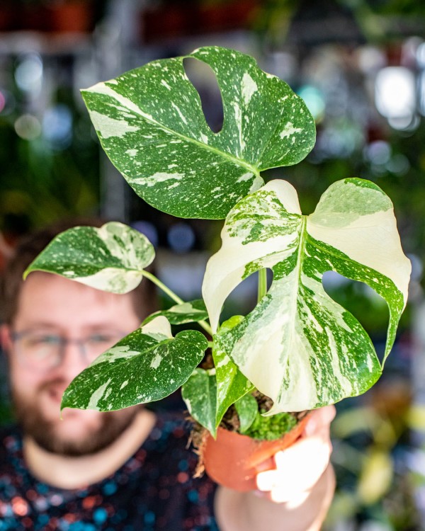 Monstera Thai Noid-54.jpg