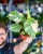 Monstera Thai Noid-31.jpg