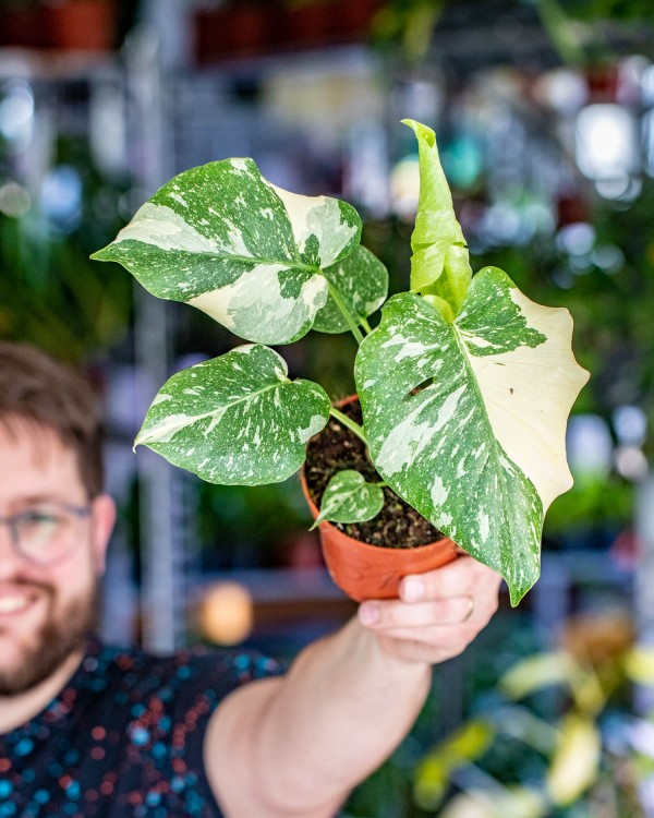 Monstera Thai Noid-31.jpg
