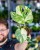 Monstera Thai Noid-32.jpg