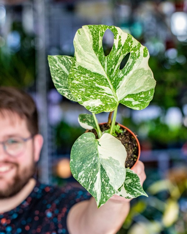 Monstera Thai Noid-32.jpg