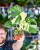 Monstera Thai Noid-30.jpg