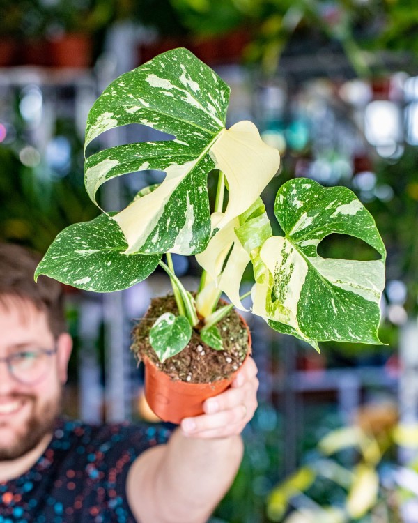 Monstera Thai Noid-30.jpg