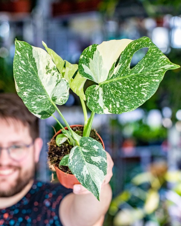 Monstera Thai Noid-28.jpg