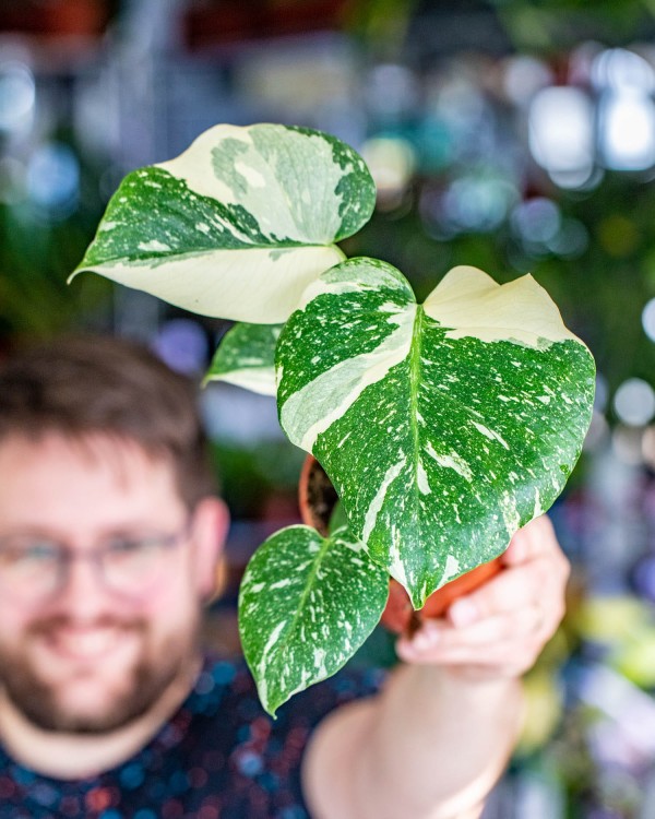 Monstera Thai Noid-27.jpg