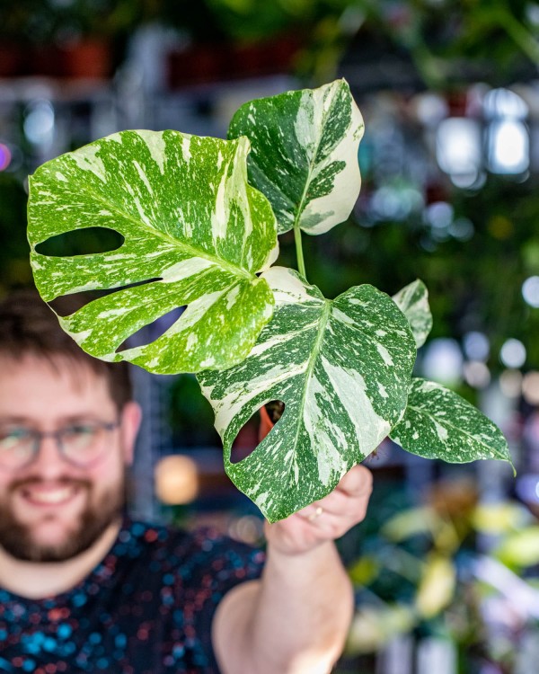 Monstera Thai Noid-25.jpg