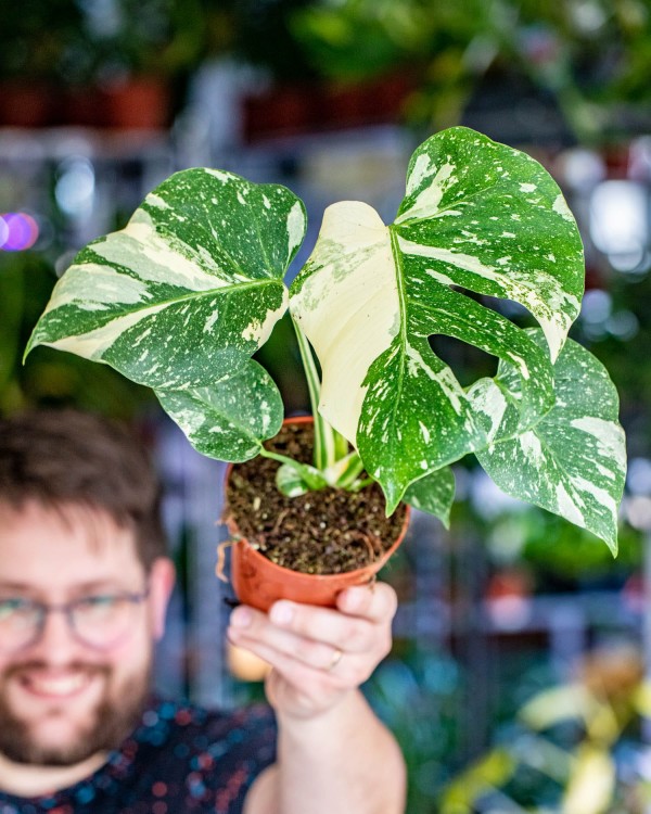 Monstera Thai Noid-26.jpg