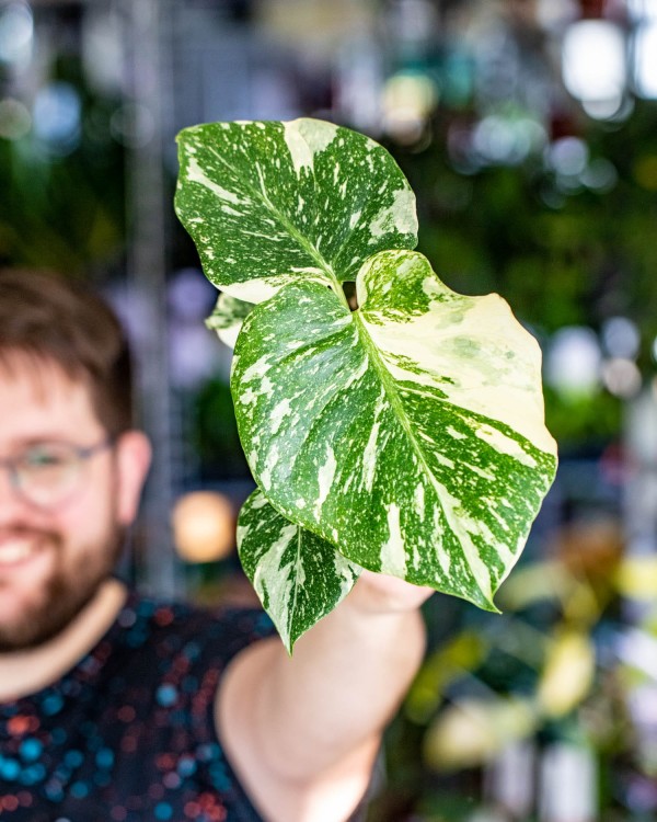 Monstera Thai Noid-24.jpg