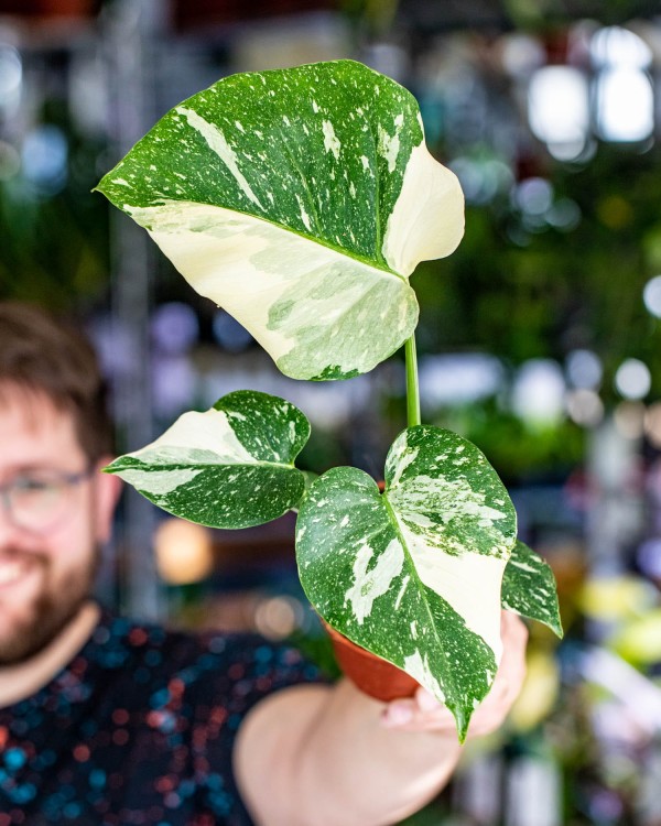 Monstera Thai Noid-23.jpg