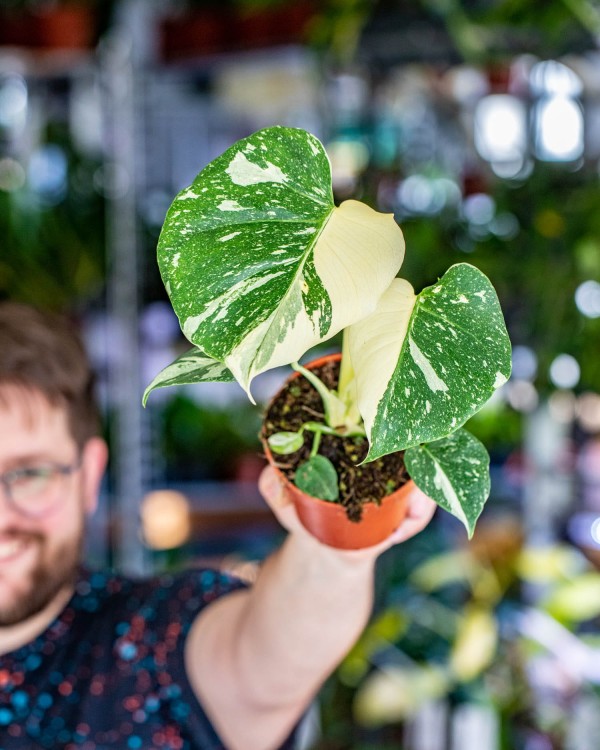 Monstera Thai Noid-21.jpg