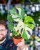 Monstera Thai Noid-22.jpg