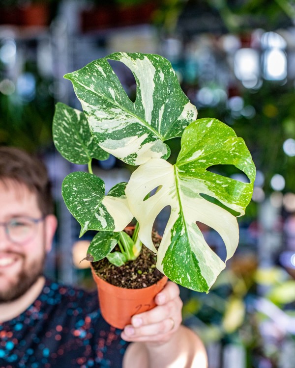 Monstera Thai Noid-22.jpg