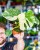 Monstera Thai Noid-20.jpg