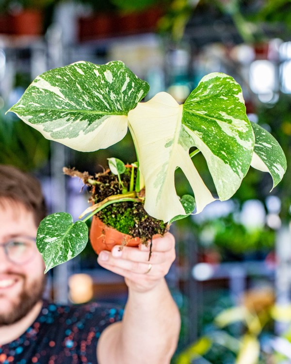 Monstera Thai Noid-20.jpg