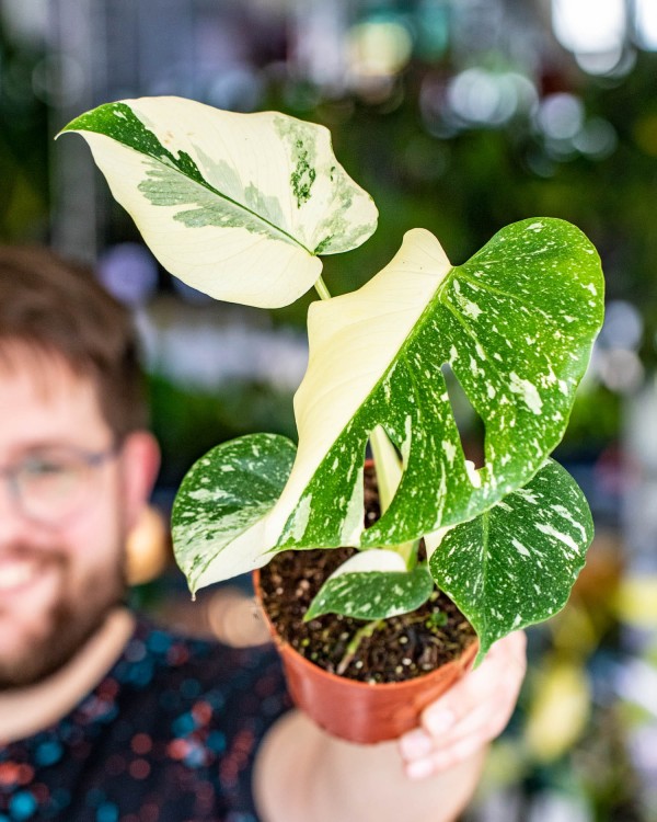 Monstera Thai Noid-19.jpg