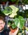 Monstera Thai Noid-18.jpg