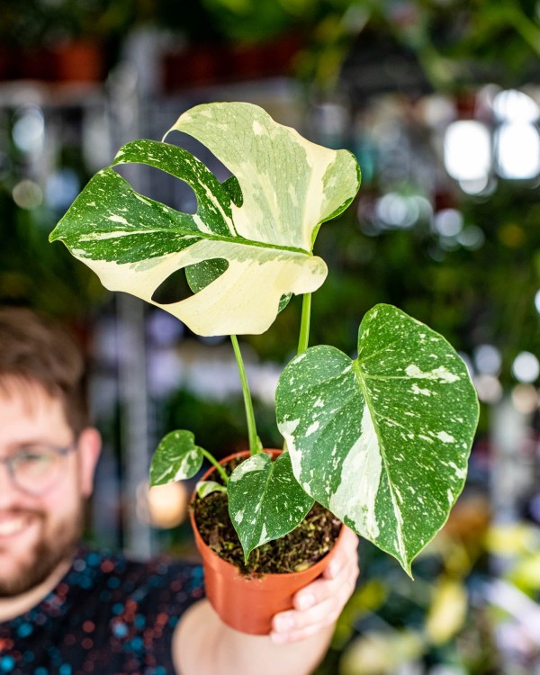 Monstera Thai Noid-18.jpg
