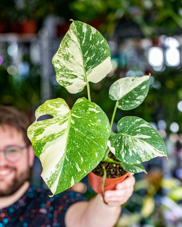 Monstera Thai Noid-17.jpg