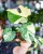 Monstera Thai Noid-16.jpg