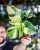 Monstera Thai Noid-14.jpg