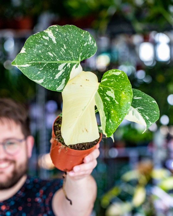 Monstera Thai Noid-13.jpg