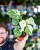 Monstera Thai Noid-12.jpg