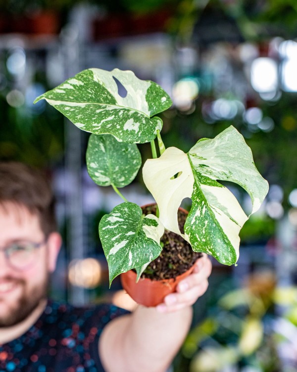 Monstera Thai Noid-12.jpg
