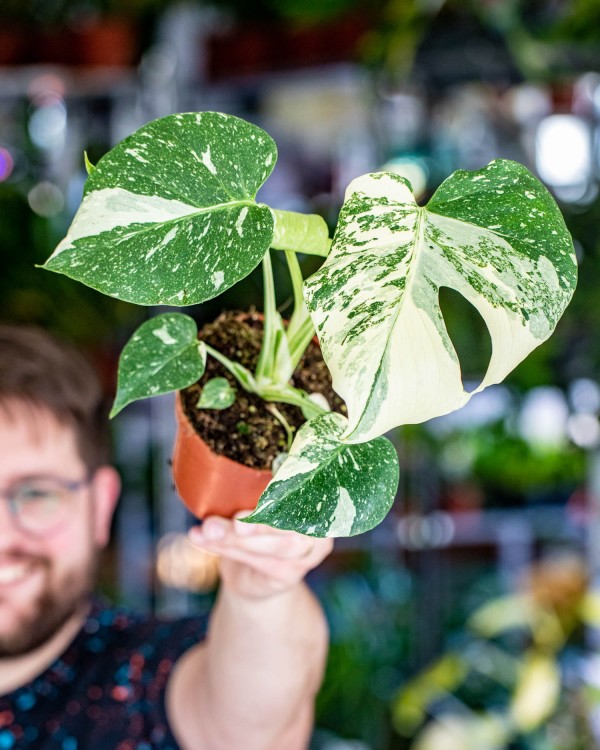 Monstera Thai Noid-11.jpg