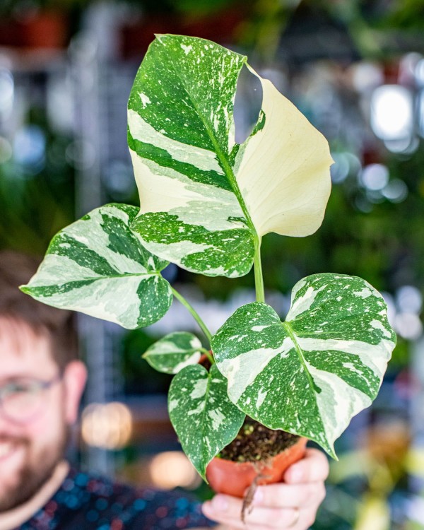 Monstera Thai Noid-10.jpg