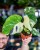 Monstera Thai Noid-9.jpg