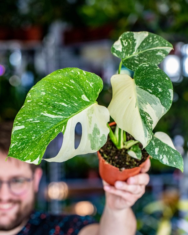 Monstera Thai Noid-9.jpg