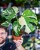 Monstera Thai Noid-8.jpg