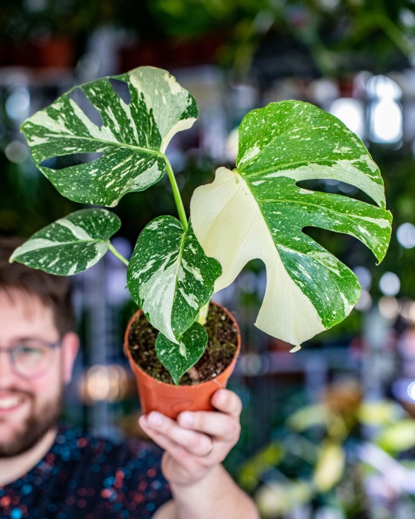 Monstera Thai Noid-8.jpg