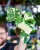 Monstera Thai Noid-7.jpg