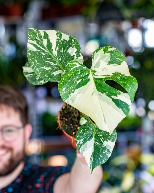Monstera Thai Noid-7.jpg