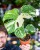 Monstera Thai Noid-6.jpg