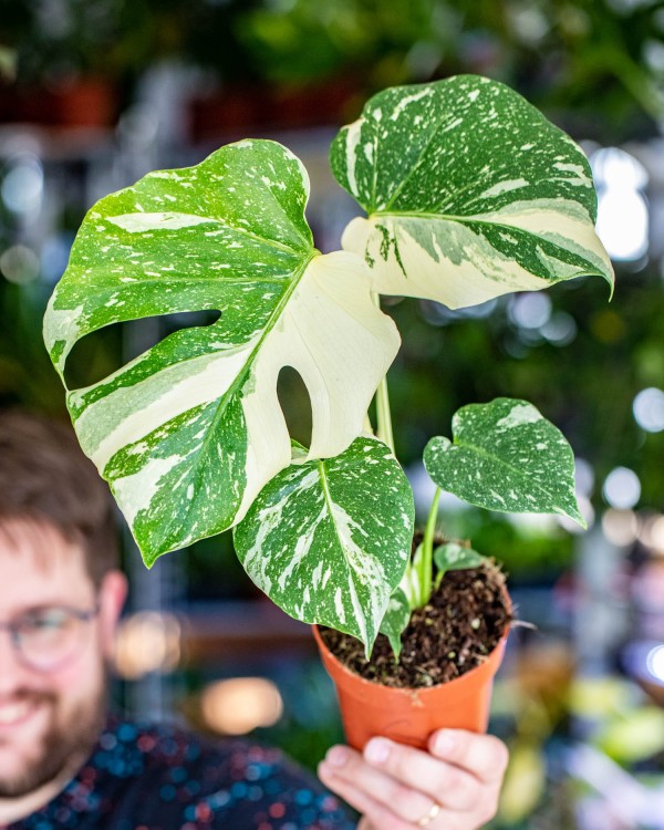 Monstera Thai Noid-6.jpg