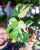 Monstera Thai Noid-5.jpg