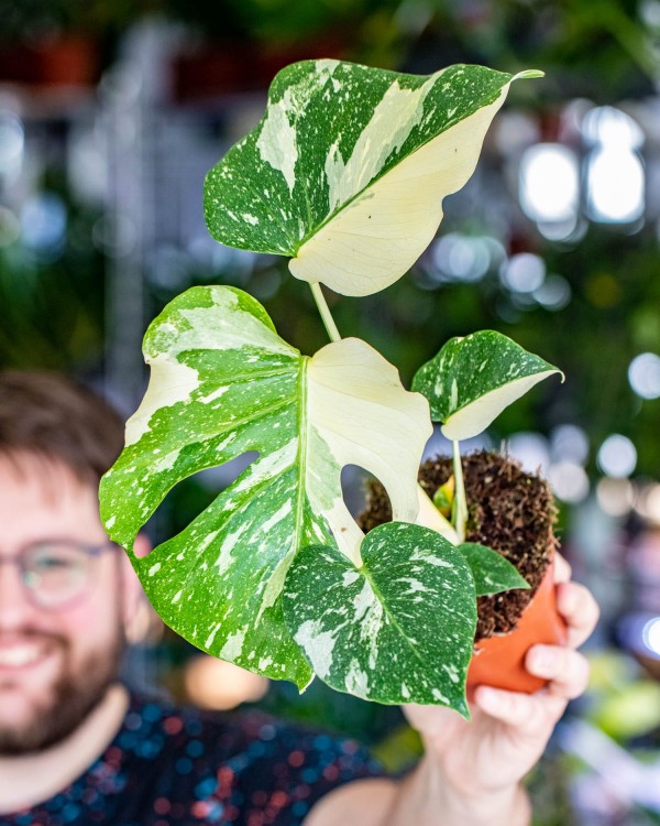 Monstera Thai Noid-5.jpg